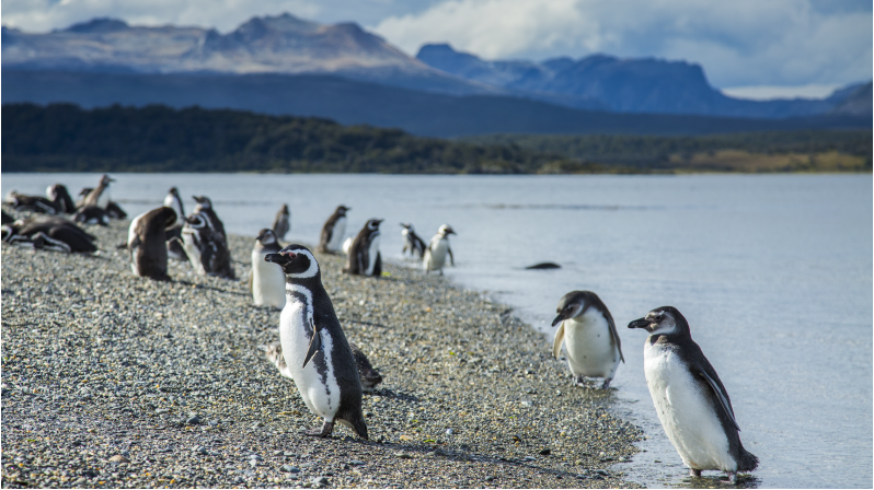 Expedição Fim do Mundo - Ushuaia - El Calafate - El Chalten - Bariloche - Argentina
